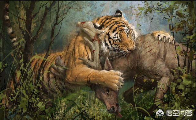 虎獒:东北虎会捕食狗，但如果换成是藏獒，老虎还能捕食成功吗？