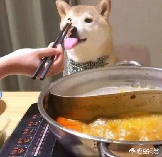 豆柴犬好养吗:柴犬好养吗？花销大吗，会不会像哈士奇一样拆家？有什么特点？