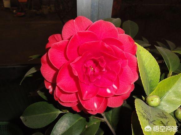 春天山茶花是什么颜色:山茶花为何不能正常开花？