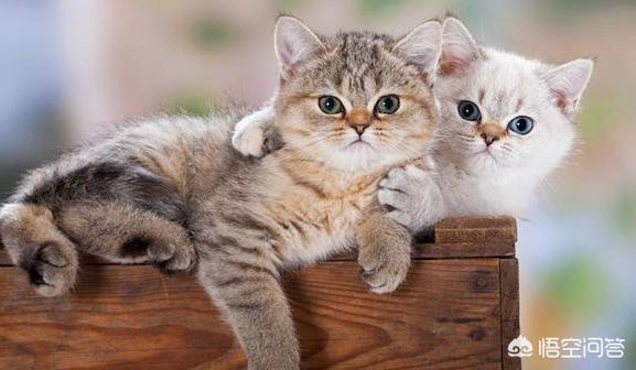 冬天半夜猫叫:晚上猫像哭了一样叫，猫咪发出像小孩的哭声，是怎么回事？