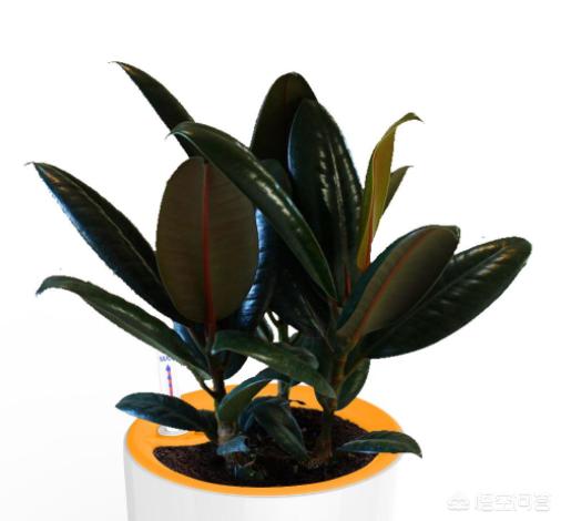 印度橡皮树园林应用:盆栽橡皮树多长时间浇水施肥？秋冬季应该怎么养？