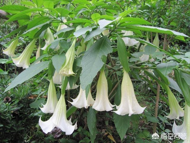 头条问答 曼陀罗花适合家庭养吗 金兰中医学社的回答 0赞