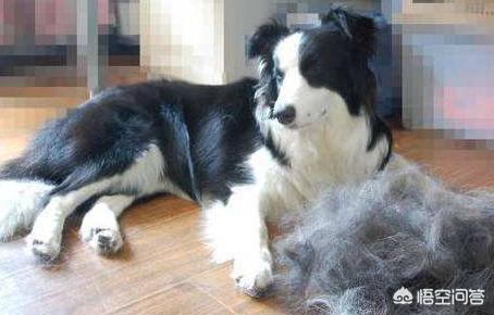天生无脖牧羊犬遭弃:养边牧，生活会发生什么样的变化吗？