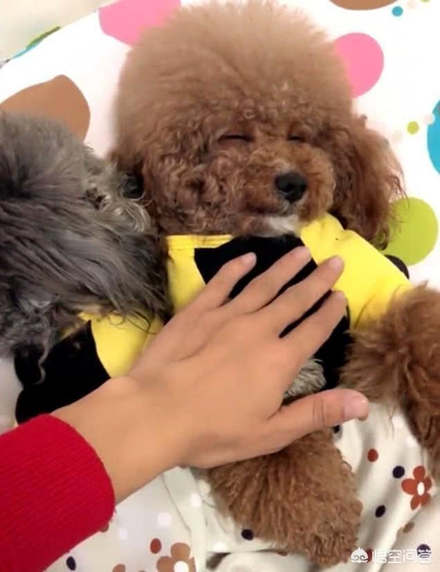 怎么训泰迪狗叫妈妈:你家泰迪犬把你当妈妈吗？怎么样可以看出来？
