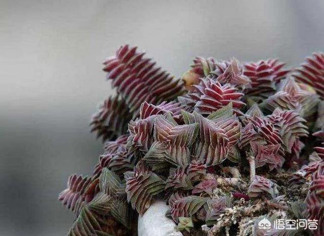 茜之塔开花后怎样处理:多肉植物钱串和茜之塔开花怎么处理？