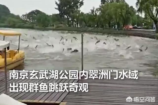 南京玄武湖公园现群鱼跳跃奇观,墨西哥刚发生7.4级大地震,江苏有大地震的可能吗？