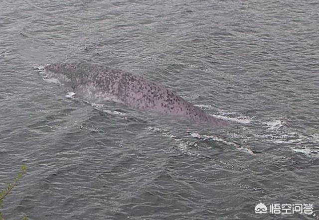 尼斯湖水怪已经死了，尼斯湖水怪是远古蛇颈龙的后代吗