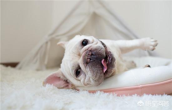 斗牛犬躲冰箱避暑视频:狗狗中暑时，如何正确降温？ 斗牛犬躲冰箱避暑图