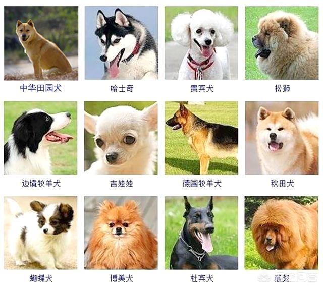 查理士王小猎犬幼犬多少钱一只:养狗新手有哪些坏毛病，导致养不好狗？