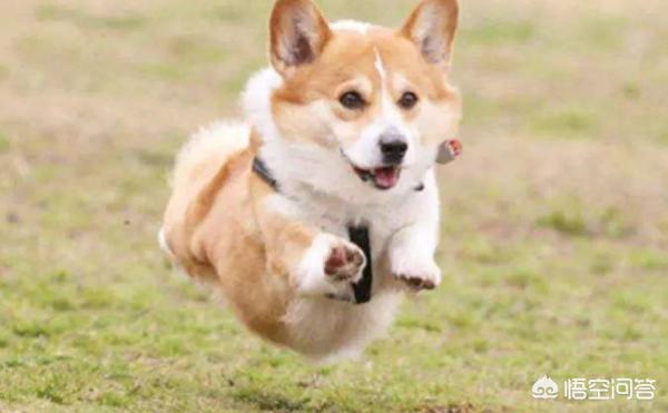 殴打柯基幼犬:养柯基犬，对它做什么其实是很伤害它的？