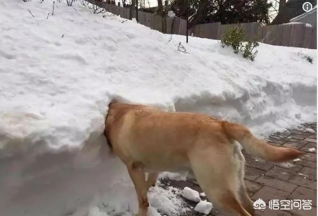 狗和狼的DNA一样吗？插图12