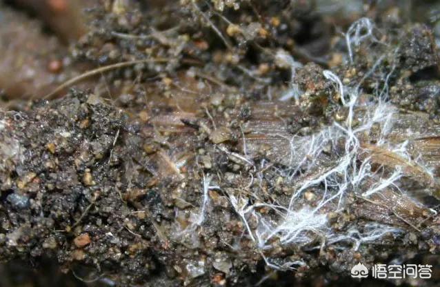 花叶芋穿孔线虫病:果树根部病害严重可导致整株死亡，该怎么办？