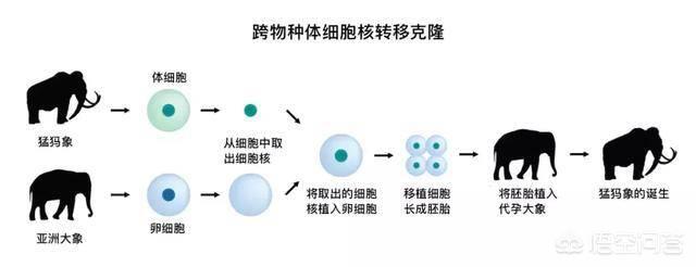 狗和人杂交在线播放:狗的声音在线播放 狗的发情期一般会持续多少天？