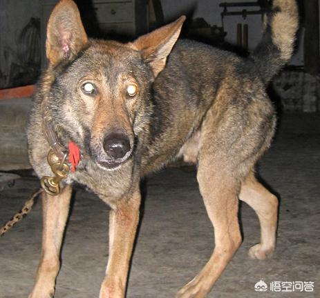 广州养狗要登记吗:坐标：农村，邻居家养狼狗，我可以举报吗？