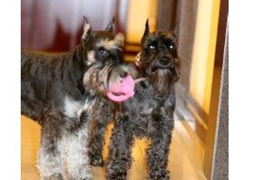 戈登雪达犬幼犬多少钱一只:斯塔福犬怎么样，幼犬价格多少钱？为什么？