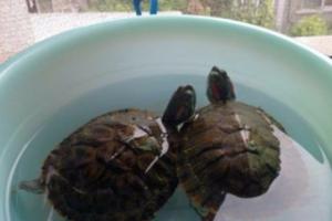 巴西龟的饲养方法研究报告:怎么养巴西龟？如何正确饲养巴西龟更健康？ 巴西龟饲养教程
