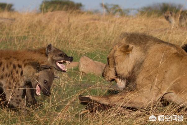 非洲斑鬣狗vs藏獒视频:藏獒打得过斑鬣狗吗 比特犬，藏獒和非洲鬣狗哪个更厉害？