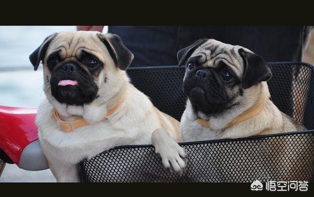 新都巴哥犬吧:养巴哥犬不能喂什么食物？