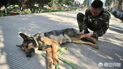 海阳宠物犬领养:耗尽家财，去收养大量病残流浪狗，值得提倡吗？