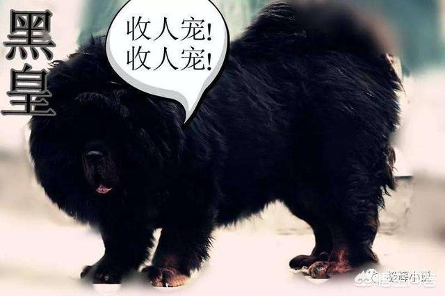 遮天影视剧:为什么辰东的小说没有被改编成影视剧？