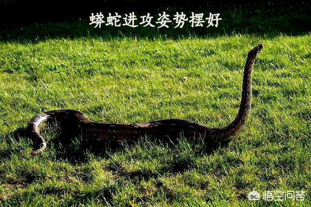 安徽大蟒蛇渡劫 吃人，农村里的大蟒蛇能吃人吗这种可怕场景是如何解决的