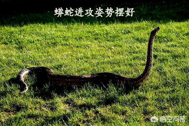 世界上最大的蛇吃人:农村里的大蟒蛇能吃人吗？这种可怕场景是如何解决的？