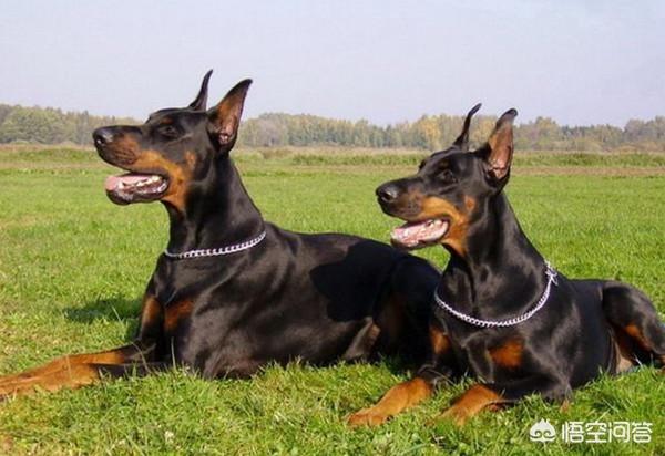 法国波尔多犬什么样的:全世界最具护卫的犬种是哪一种？ 中国人购买法国波尔多的什么