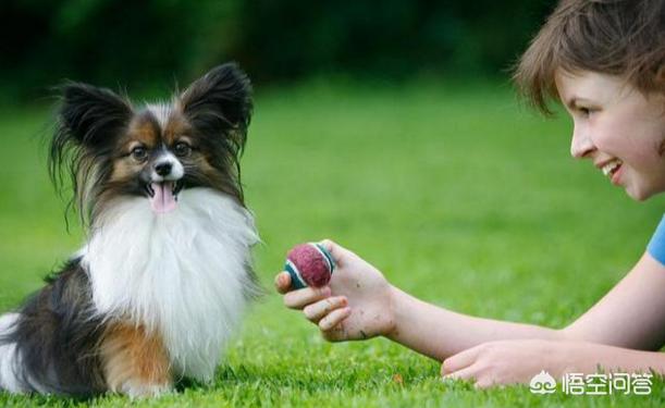 怎么挑选蝴蝶犬幼犬:蝴蝶犬吃什么牌子的狗粮好？