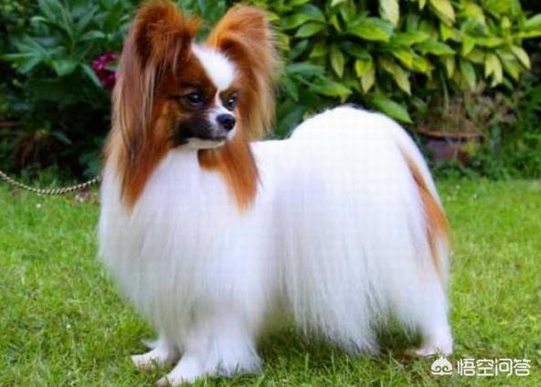 怎么挑选蝴蝶犬幼犬:蝴蝶犬吃什么牌子的狗粮好？