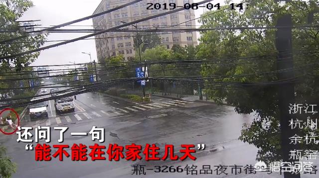 离家的猫儿子:离家23年的儿子 为什么有的猫咪在长大后会选择离家出走？