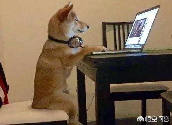 小柴犬阿旺的和风式生活百度云:想养一只柴犬，家里没有院子，能不能养？