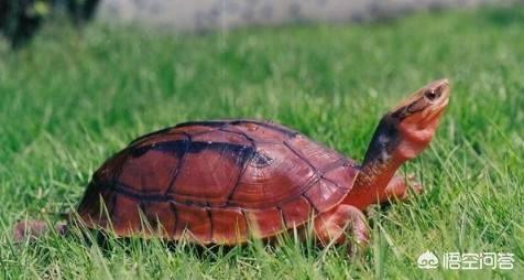 百色闭壳龟:都是乌龟，为什么金钱龟要比其他的龟贵好多倍？