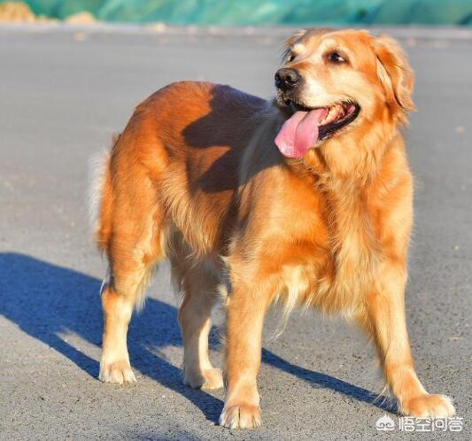 金毛犬的饲养训练视频教程:刚领回家了一只40天的金毛，该怎样喂养和教它？