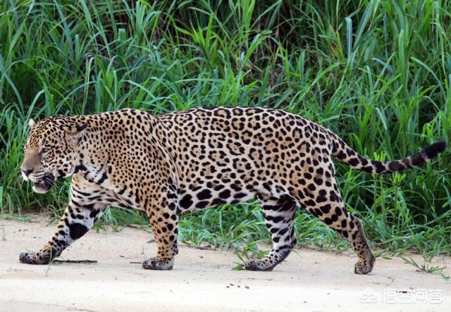 美洲长尾虎猫多少钱:2020虎斑猫多少钱一只？