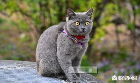 短尾猫能不能养:美国短尾猫打的过狞猫吗？