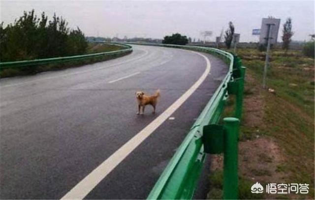 京哈高速救狗:900块钱能救一条宠物犬，但是也能救好多土狗，你会怎么做？