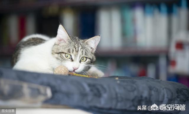 宠物猫名字大全:给宠物猫取什么名字好 你的第一只宠物叫什么名字？