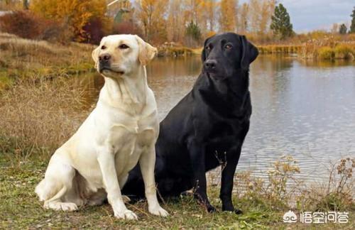 纯种拉布拉多犬:拉布拉多犬怎么选纯种呢？