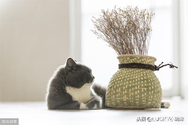 猫爬架设计图尺寸:怎么自制猫爬架diy教程？