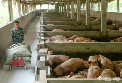 养猪巧用甘草粉比抗生素强百倍，如何把玉米秸秆发酵饲料喂猪