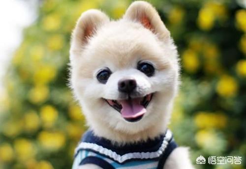 宠物 萌狗俊介:宠物狗俊介 俊介不停打喷嚏，该怎么办？