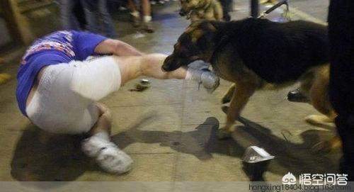 警犬图片:为什么叫警犬而不叫警狗，你怎么看？