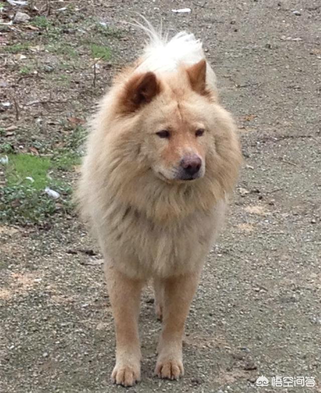 卡通大头狗:潮汕大头犬就是潮汕土狗吗？潮汕大头犬打架怎么样？ 卡通大头狗在在轮椅