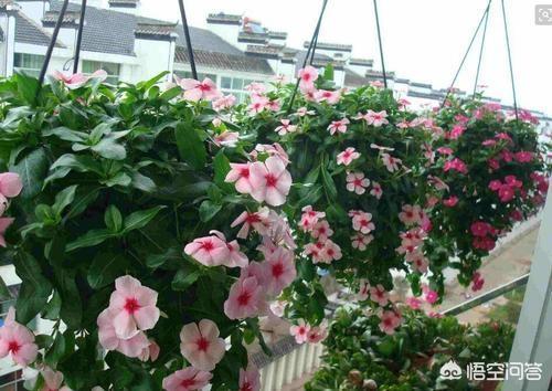 长春花，四季常绿，花色繁多，室内栽培要如何管理呢