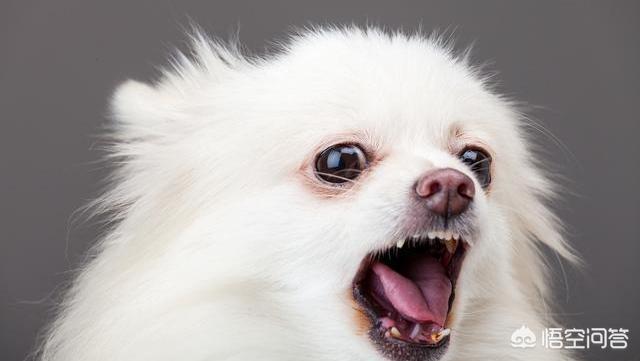 博美犬视频:养博美犬前要了解什么事，不然可能会后悔？