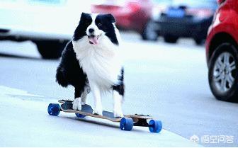 天生无脖牧羊犬遭弃:养边牧，生活会发生什么样的变化吗？