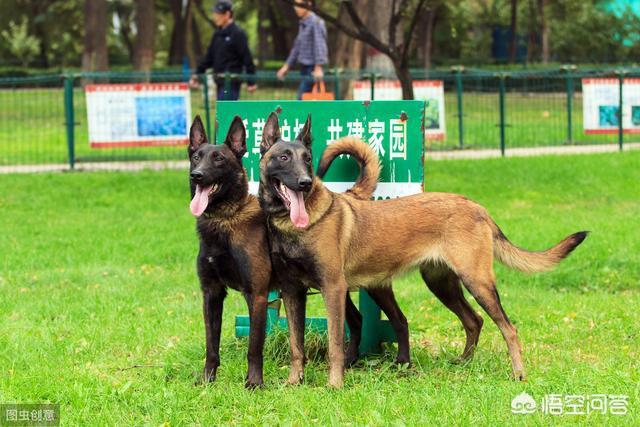 比利时马犬的脖围:马犬能让你摸什么部位，说明它真心臣服于你？