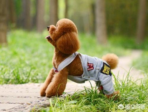 怎么训泰迪狗叫妈妈:你家泰迪犬把你当妈妈吗？怎么样可以看出来？