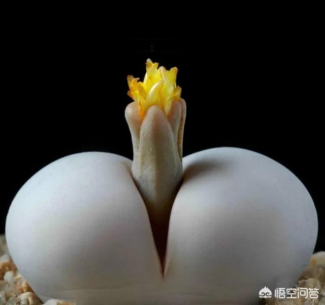 石花是什么样子的,多肉生石花。摄影怎么拍？