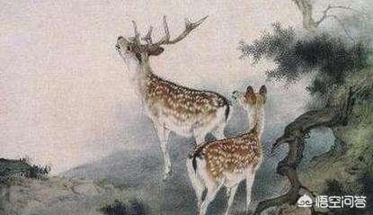 鹿呦呦:“呦呦鹿鸣”是什么意思？